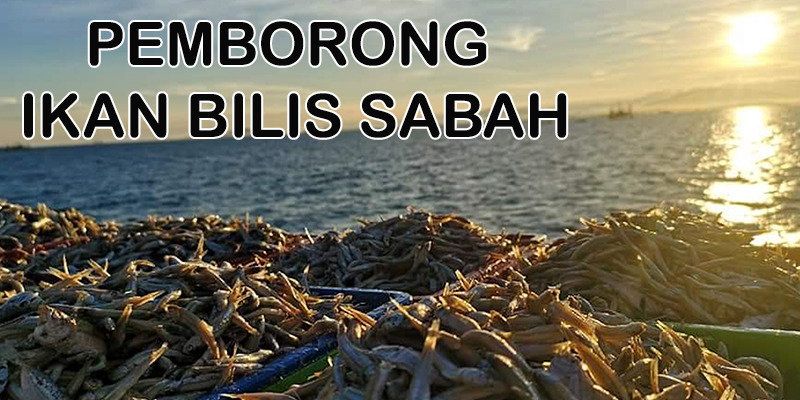 Harga Borong Ikan Bilis Kopek Sabah